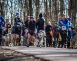 DOGTREKING z Wild Dogs Team 04
