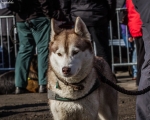DOGTREKING z Wild Dogs Team 11