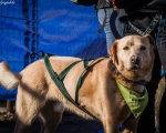DOGTREKING z Wild Dogs Team 14
