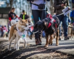 DOGTREKING z Wild Dogs Team 28