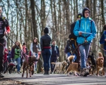 DOGTREKING z Wild Dogs Team 33