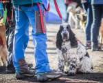 DOGTREKING z Wild Dogs Team 42