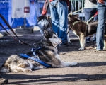 DOGTREKING z Wild Dogs Team 50