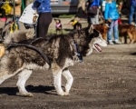 DOGTREKING z Wild Dogs Team 57