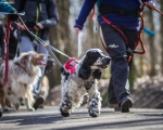 DOGTREKING z Wild Dogs Team 60