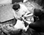 Dogoterapia 24