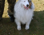 Dogtrekking 11.JPG