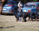 Dogtrekking 24.JPG
