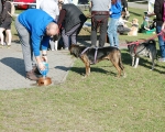 Dogtrekking 29.JPG