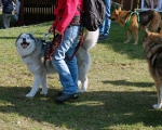 Dogtrekking 30.JPG