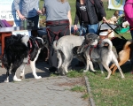 Dogtrekking 31.JPG