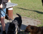 Dogtrekking 32.JPG