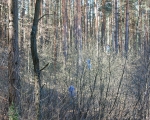 Dogtrekking 55.JPG