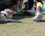 Dogtrekking 81.JPG