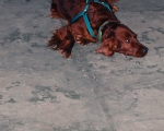 Dogtrekking 92.JPG