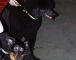 Dogtrekking 96.JPG