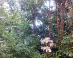 Palmiarnia 05