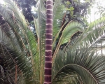Palmiarnia 100