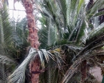 Palmiarnia 101