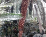 Palmiarnia 102
