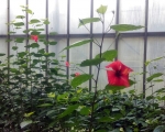 Palmiarnia 105