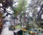Palmiarnia 106