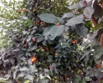 Palmiarnia 110