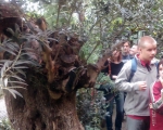 Palmiarnia 14