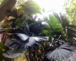 Palmiarnia 26