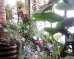 Palmiarnia 30
