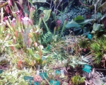 Palmiarnia 36