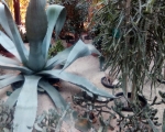 Palmiarnia 52