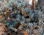 Palmiarnia 53
