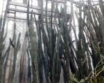Palmiarnia 55