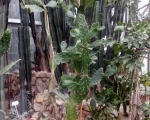 Palmiarnia 56