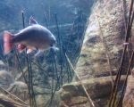 Palmiarnia 60