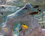 Palmiarnia 64