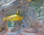 Palmiarnia 65
