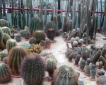 Palmiarnia 90