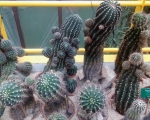 Palmiarnia 91