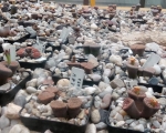 Palmiarnia 94