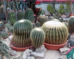 Palmiarnia 96