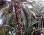Palmiarnia 98