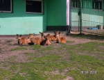 Wycieczka do ZOO 09