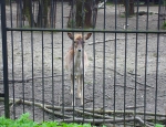 Wycieczka do ZOO 109