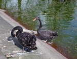 Wycieczka do ZOO 118