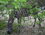 Wycieczka do ZOO 30
