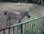 Wycieczka do ZOO 31