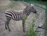 Wycieczka do ZOO 33