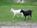 Wycieczka do ZOO 47